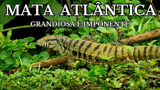 A GRANDIOSA MATA ATLÂNTICA  Uma jornada extradionária  Documentário Gratuito em Português [upl. by Martinsen573]