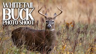 FOLLOWING A BUCK Whitetail Deer Wildlife Photography [upl. by Azrim]