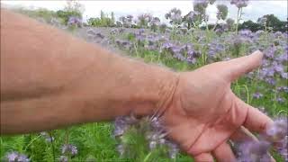 lavenir des abeilles passera par des modes de cultures plus respectueuses de lenvironnement [upl. by Glynnis]