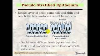 Histology of Epithelial Tissues [upl. by Blankenship]