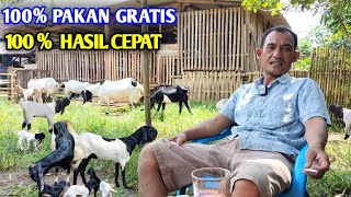 MENYESAL TIDAK DARI DULU PELIHARA TERNAK TERNYATA HASILNYA 100 MENGGIURKAN [upl. by Vivian]