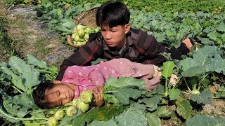 Harvesting the kohlrabi garden to sell is the daily work of the poor girl and the kind boy [upl. by Naamann]