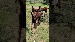 Rajasthan Goat [upl. by Assenov]