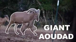 Bow Hunting MONSTER Aoudad [upl. by Maxey]