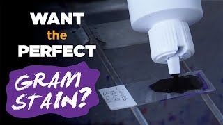 How to prepare the perfect Gram stain  Gram staining procedure [upl. by Dyun205]