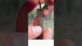 Grafting skills 🪴grafting nature plants [upl. by Nahama175]