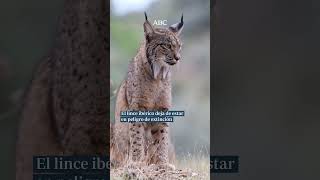 😸 El lince ibérico deja de estar en peligro de extinción 👏 [upl. by Aidne97]