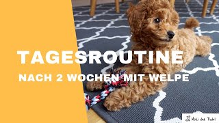 Tagesablauf mit Welpe  Hund nach 2 Wochen  Moki der Zwergpudel [upl. by Drhcir256]