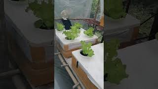 checkout my Hydroponically grown lettuce hydroponics kratkymethod lettuce ThankYouForWatching [upl. by Analihp]