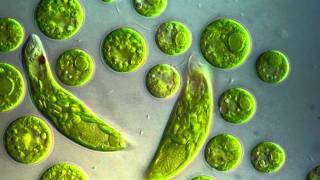 Chlamydomonas amp Euglena viridis [upl. by Einneb]