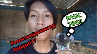 Paano magpaamo ng kalapati basic tips [upl. by Arytal375]