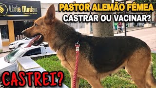 TENHO PASTOR ALEMÃO FÊMEA E TIVE QUE DECIDIR CASTRAR OU VACINAR [upl. by Ttelrahc]