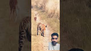 tiger wildlife animals lion nature ranthambor cats animaltrendingshorts [upl. by Asille]