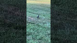 A Bird Running on the Grass [upl. by Jelene]