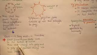 Actinopoda  Foraminifera  Kingdom Protists  Class 11 [upl. by Fillbert]