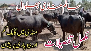 Salam Mandi Bhalwal sargodha Fresh Rates Pure Neli Ravi Buffalos review Ali Best [upl. by Debera]