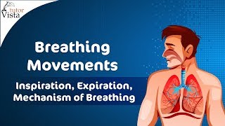 Breathing Movements  Inspiration Expiration Mechanism of Breathing [upl. by Auqcinahs]