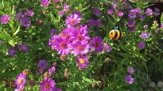 Purple Aster  Beautiful Perennial Purple Flowers 💜 [upl. by Krid988]