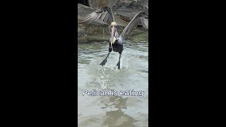 A pelican catches fish and eats it [upl. by Eveineg]