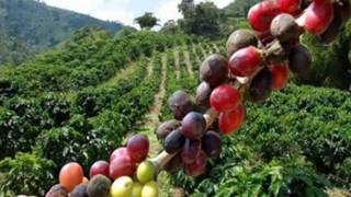 Manizales rumba y café [upl. by Orlena]