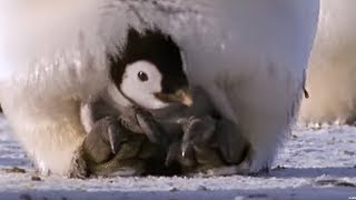 Emperor penguins  The Greatest Wildlife Show on Earth  BBC Earth [upl. by Josh]