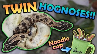 We got TWINS Baby Hognoses Hatching [upl. by Sil]