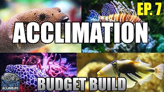 ACCLIMATING Your New Fish  Float vs Drip Acclimation Beginner Saltwater Budget Aquarium [upl. by Parsons53]