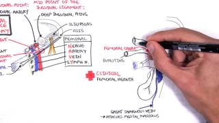 Clinical Anatomy  Lower Limb Bones Inguinal ligament Hip Knee and ankle Joints [upl. by Aicak285]