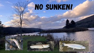 Steelhead Trout Sauger No Sunken [upl. by Gnav]