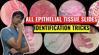 All Epithelial Tissue Identification Tricks  Anatomy Practicals Histology  1st Year MBBS IOM TU [upl. by Ataner]