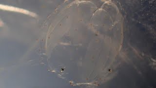 Rare Close Up Footage Of Irukandji Jellyfish [upl. by Eimmaj257]