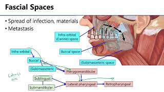 LO4 Facial Fascial Spaces [upl. by Nivlak]