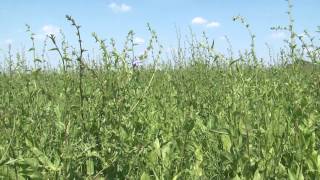 Cotswold Seeds First Hand Soil Improving Herbal Leys for Water Buffalo Herd [upl. by Fanchan608]