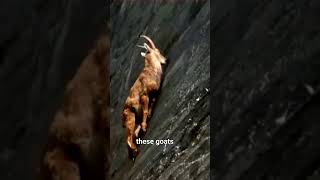 How goats can climb mountain 🤔 fact mine gyanon mathur youtubeshorts shorts [upl. by Damian]