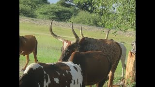 Sacred Cows of Ovawambo [upl. by Hortensia]