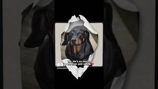 He’s more than a dog daschund puppy pets dachshund fypシ゚viral fyp video dog love cute [upl. by Caniff844]