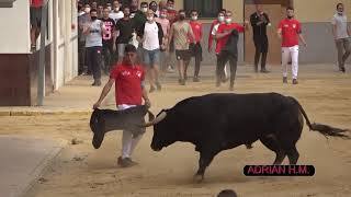 MuserosV16102021 Suelta de 5 toros cerriles de Arauz de Robles Santiago Domecq y Camacho [upl. by Trebleht]