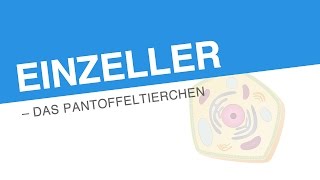 EINZELLER – DAS PANTOFFELTIERCHEN  Biologie  Biologie der Zellen [upl. by Kristin303]