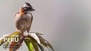 Rufous collared Sparrow  Aves del Peru [upl. by Ahsenet]