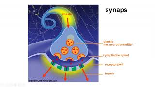 Zenuwstelsel neurotransmitters en actiepotentiaal [upl. by Elinore]