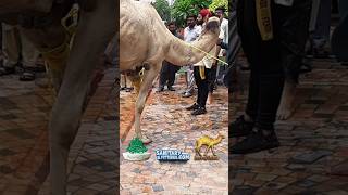 eidaladha animals camellife camel camelfarm [upl. by Revlis614]