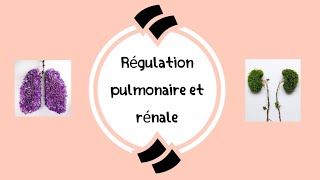 léquilibre acidobasique partie 02  La régulation pulmonaire et rénale شرح مفصل بالعربية [upl. by Enyawud]