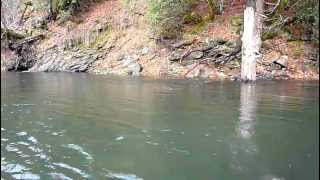 Landing 315quot Steelhead trout on the Trinity River [upl. by Prissy646]