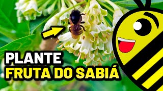 Plante a Fruta do Sabiá a melhor planta melífera para abelhas sem ferrão  Acnistus arborescens [upl. by Jewel]