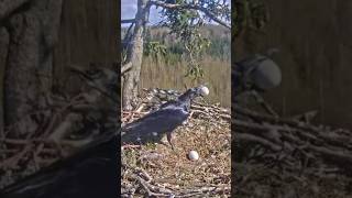 Raven steal egg from Eagle nest eagle shorts ravens eagleegg eaglenest [upl. by Yttel]