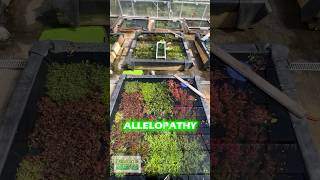 ALLELOPATHY IN THE FRESHWATER PLANTED AQUARIUM [upl. by Nelak]