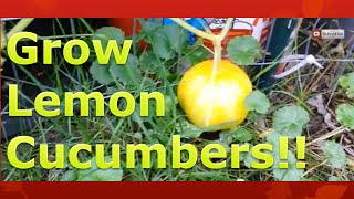 Save Space by Growing Lemon Cucumbers in Containers Vertically [upl. by Mandych]