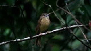 Greycheeked Bulbul  Alophoixus bres [upl. by Enelia857]