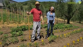 Come coltivare i pomodori con la doppia rincalzatura  Bonduelle TV  A spasso nellorto [upl. by Ahsilyt]