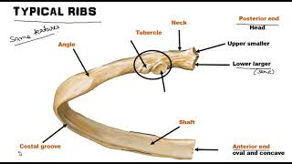 Ribs  Osteology World of Anatomy [upl. by Eycal]